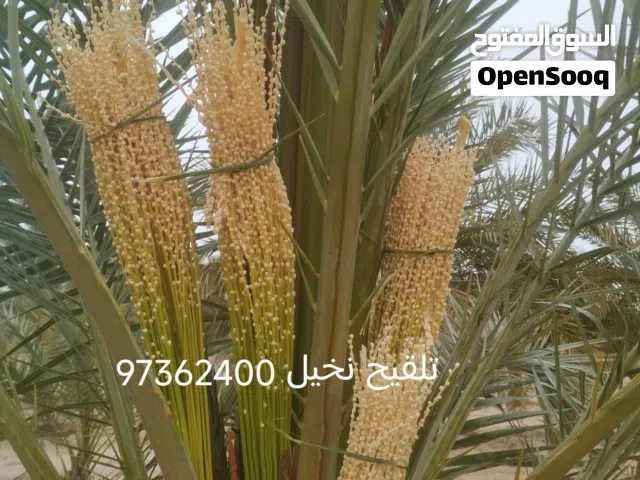 تكريب وتلقيح  نخيل تنظيف نخيل