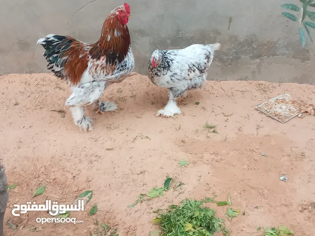 ديك مقاتل ودجاج الفروج ابراهيم فولم هاتف