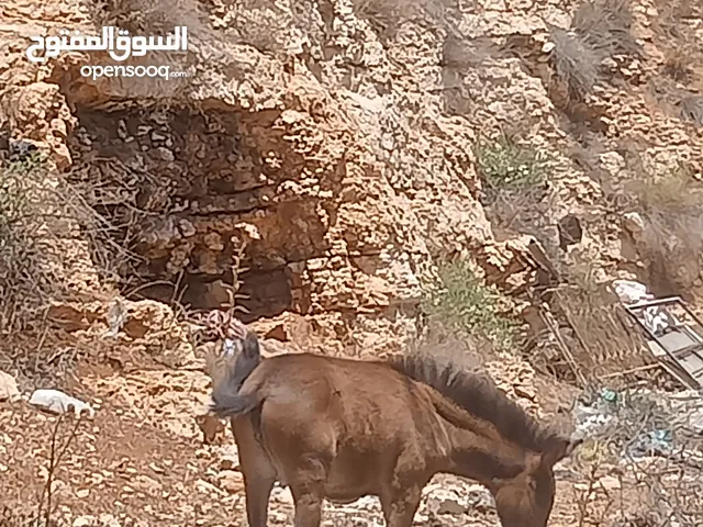 بسم الله ماشاء الله موجود بغله عمر 4شهور الموقع مثلث كفرخل جرش