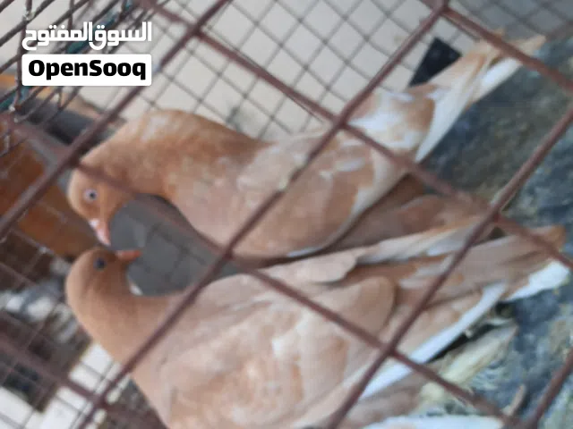 شقلاب هزاز اصفر درجه للبيع