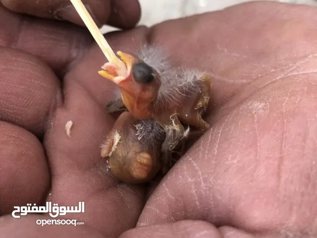 .....فراخ حسون العمر من 3 إلى 4ايام