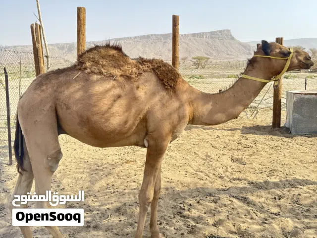 قعود سمين للبيع