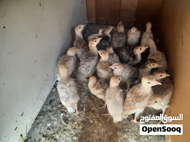 صيصان حبش للبيع