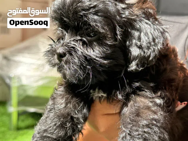 بودل انثى العمر شهرين جميلة جدا toy poodle female beautiful