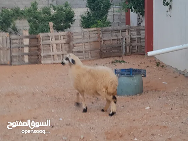 فطيمه وطنيه غليضه متع تربيه او اضحيه بادن الله ربي يبارك عمرها ف6شهور سليمه من العيوب