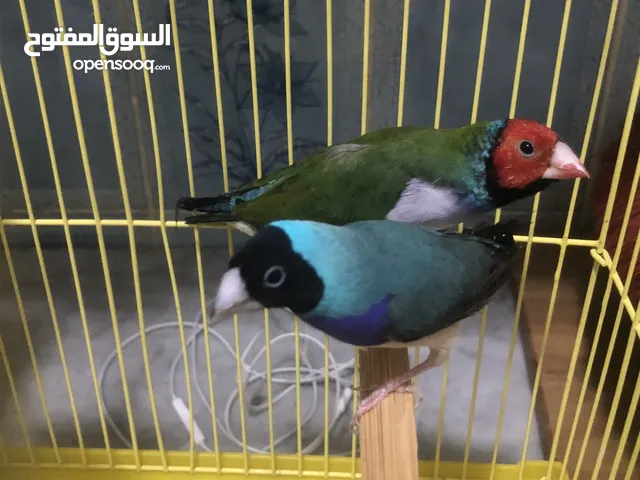 سلام عليكم