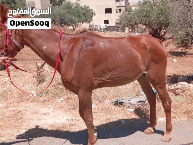فرس عورة لقاح 4 شهور فحص جهاز عمرها سبع سنوات