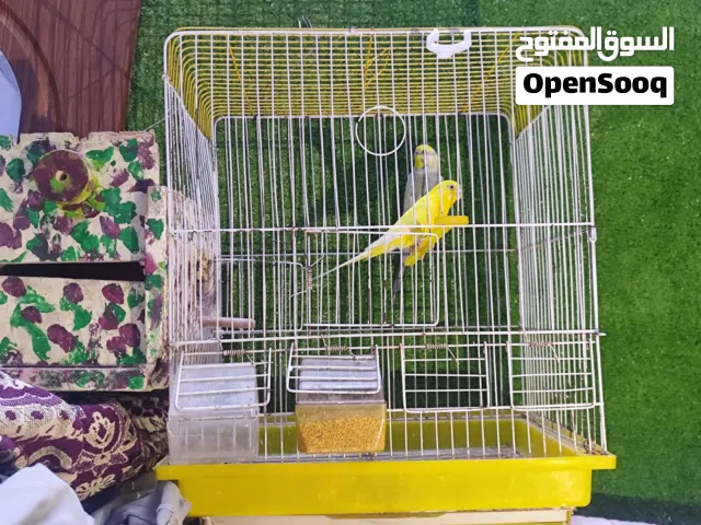 طيور حب للبيع
