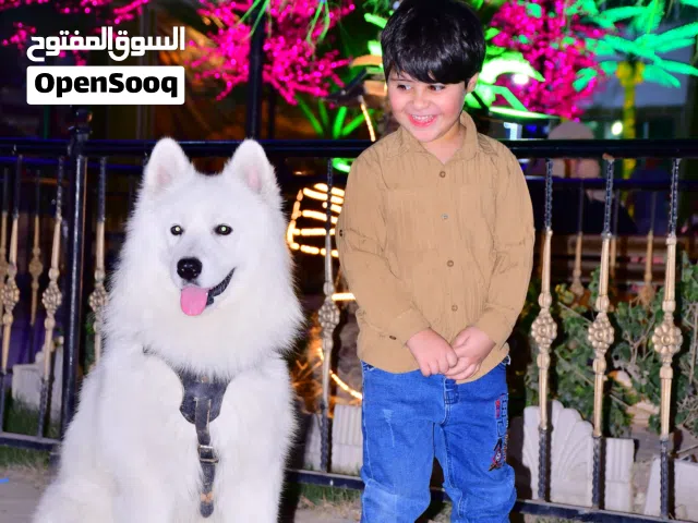 كلاب سامويد روسي