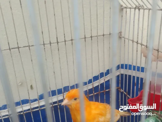 مخلف كنار جزري بغرد سعره 15 دينار مع القفص من الاخر