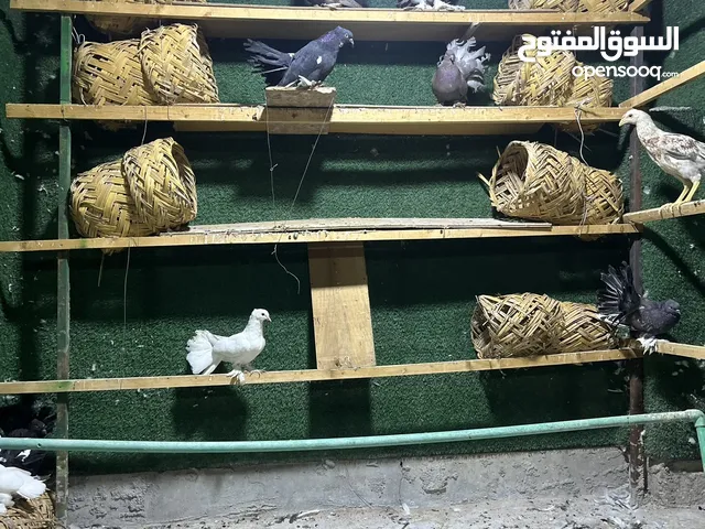 حمام شماسي زوج 10