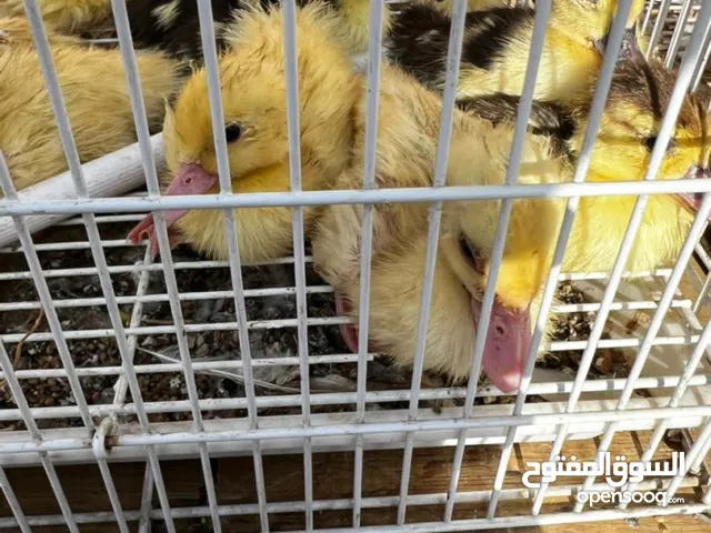 بط منتجين وصحه ممتازه