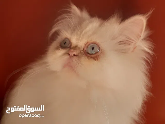 قط هيمالايا اورانج عمره سنة و8 شهور للبيع