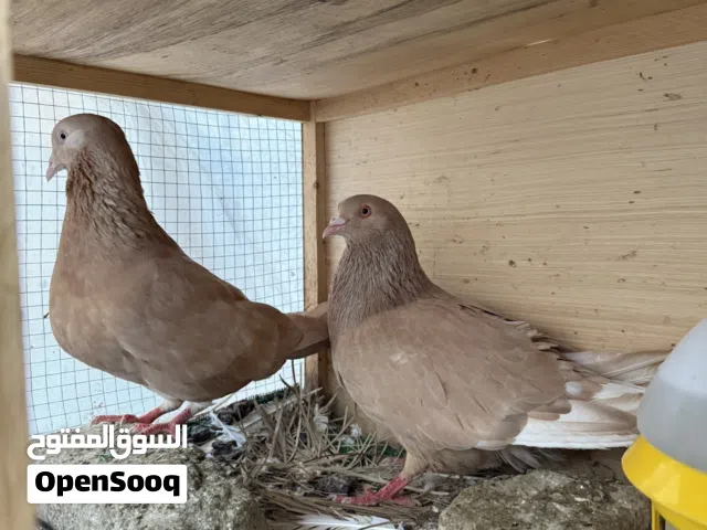 حمام زينة للبيع