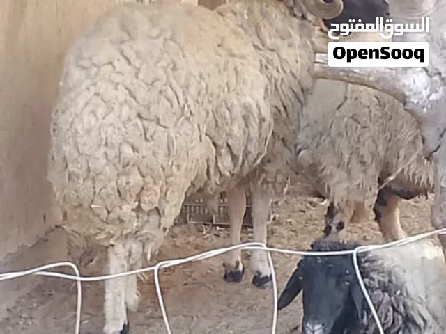 كبش ربي يباارك طول وغلظ كيف مكسر  “العين عليه باردة