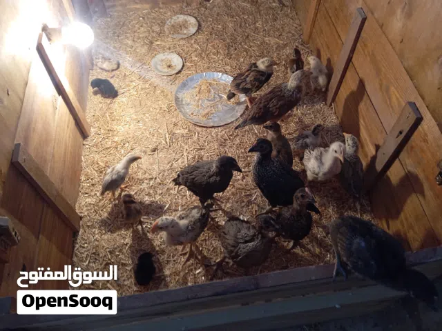 صيصان بناديق باكستاني و باكستاني و كشامو  بصلاة على النبي 19صوص ماخذات مطاعيم كلهن شوف الوصف