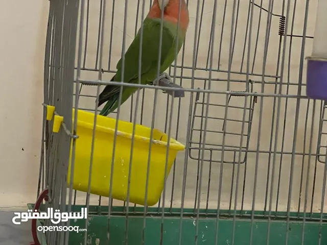 #حيوانات طيور عصافير بركديلو روز