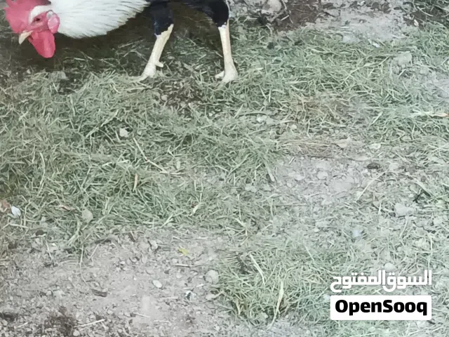 السلام عليكم /ديج دندراوي 25000الف اوبي مجال