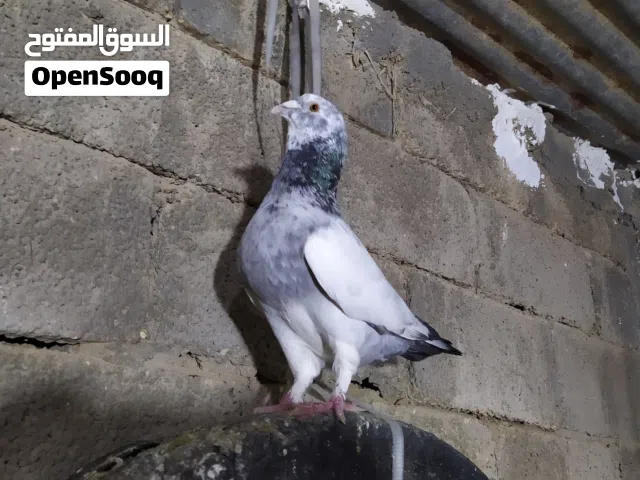 كوبية زاجل