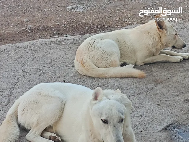 كلاب چرمن شبر عمر 50