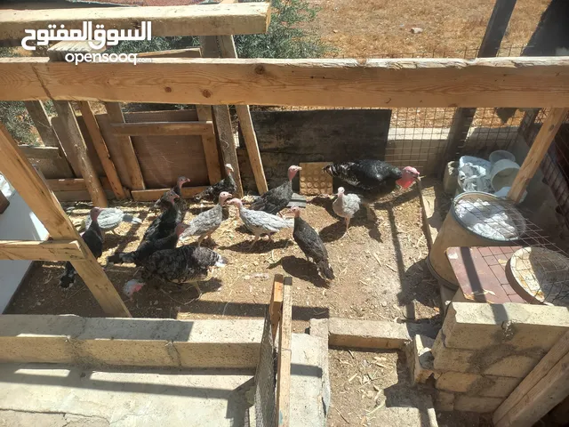 بسم الله ماشاء الله متوفر فراخ حبش عمر 4 شهور 4 حبات لون ازرق و7 حبات لون أسود للاسفسار ع الرقم 0775
