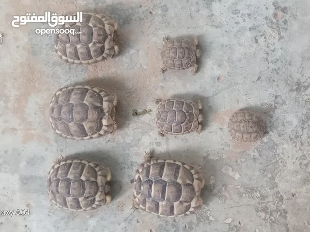 متوفر سلاحف صغار