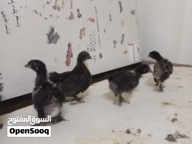 يوجد 23 صوص بلدي الموقع المفرق منشيت بني حسن
