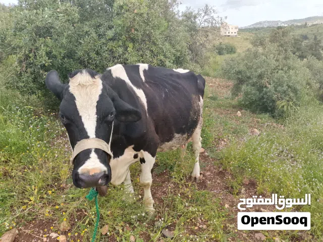ابقار للبيع يوجد بقره لحم فيها 170كيلو