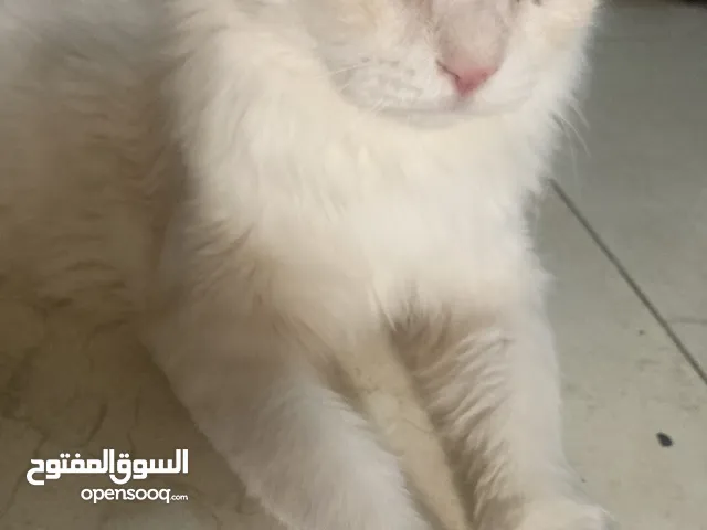 قط للبيع قابل لتفاوض