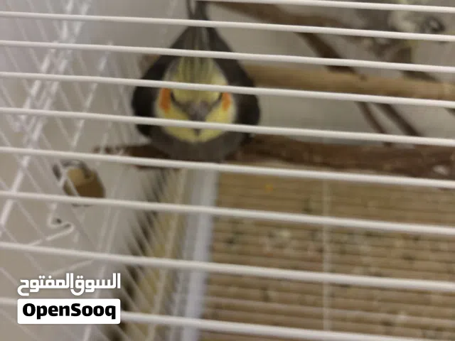 ببغاء لون أسود