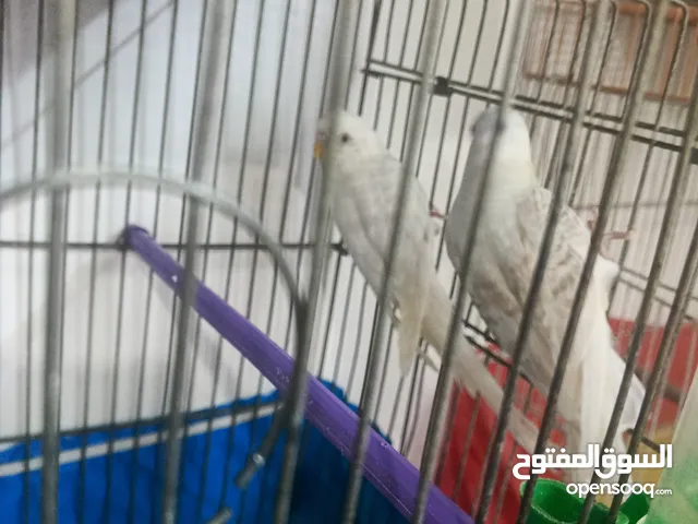 جوز حب البينو عين حمرا معه خمس فراخ