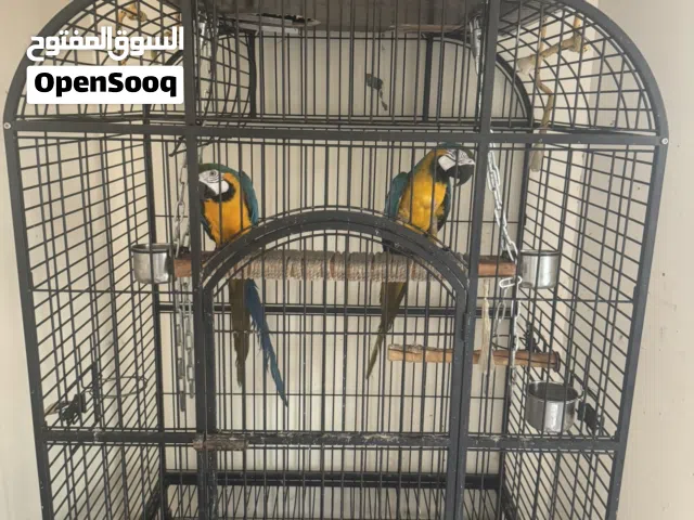 زوج ببغاء مكاو منتج و دره هندي