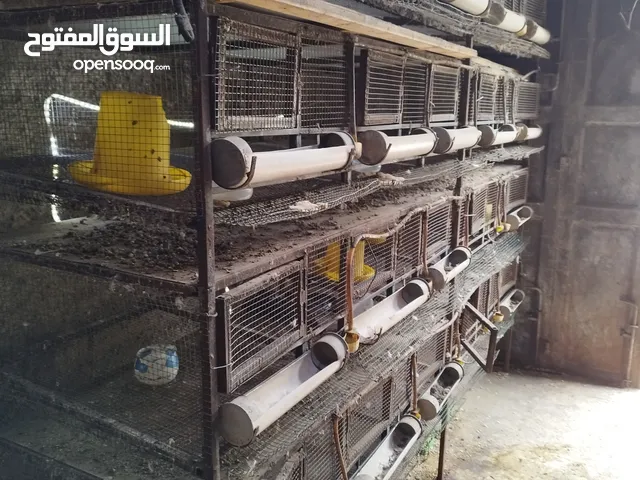 فقاسه للبيه