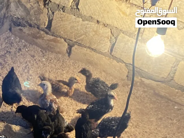 عتاتيق عربيات. عمر شهرين ونص العدد22اقرا لوطه