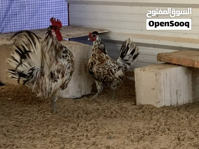 للبيع دجاج عربي قديم ترثه مجوعه اربع وديج وفي مجاميع بعد التواصل وتساب
