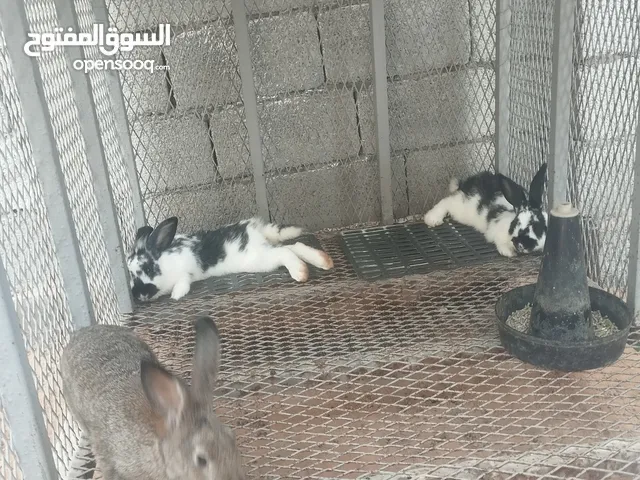 3طروف ارنب البيع زوز فراشه واحد جامبو تبارك الرحمن اقرأ الوصف
