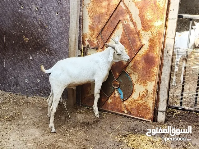 تيس صومالي مطعوم