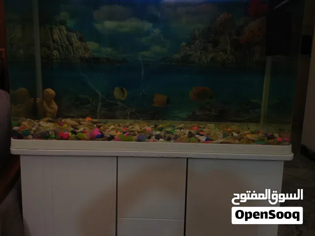 حوض سمك داخلي