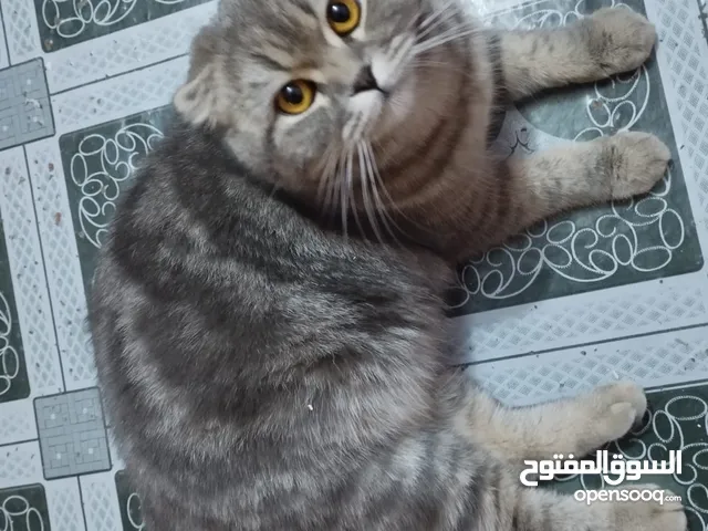 قطط سكوتش للبيع هية وامهة والام حامل
