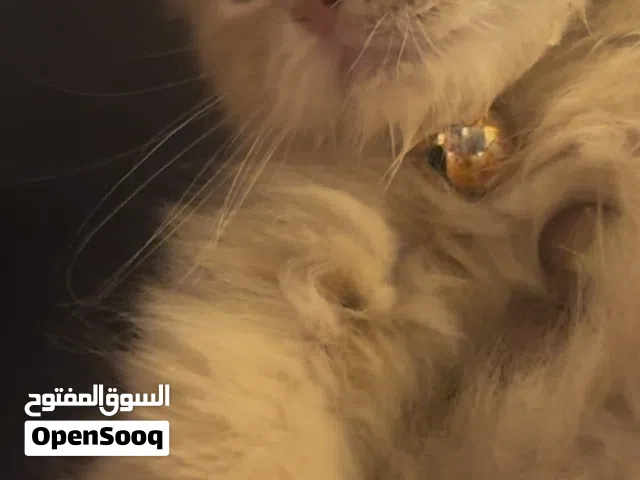 شيرازي ذكر مون فيس هولندي شهرين