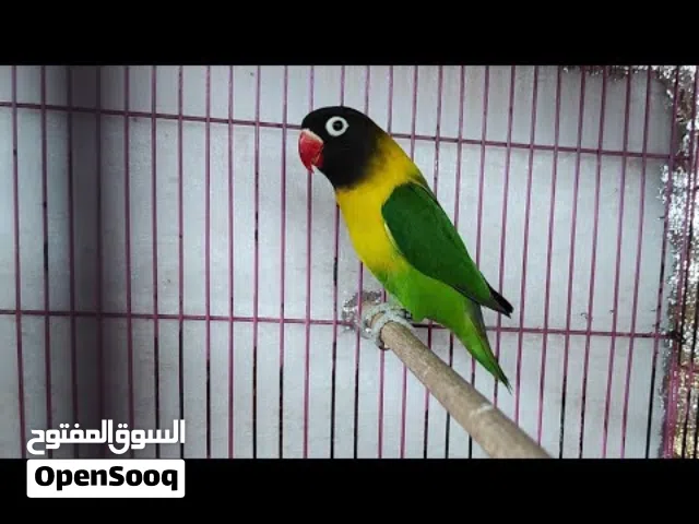 مطلوب كوبيه فيشر ضروري