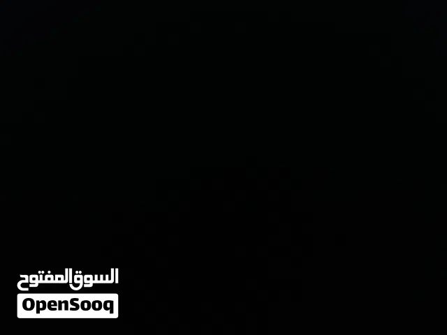 خيل عربي حامل