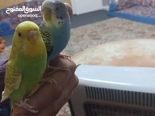متاااح جوز حب اليفات ايه من اجمااال للبيع او للبدل على حبة كوكتيل أو فرخين كوكتيل