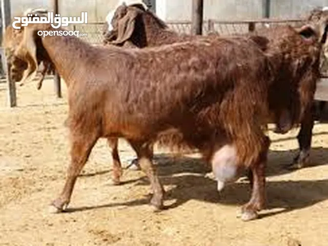 إعلان هام: فرصة استثمارية لمنتجي الماعز الحلوب