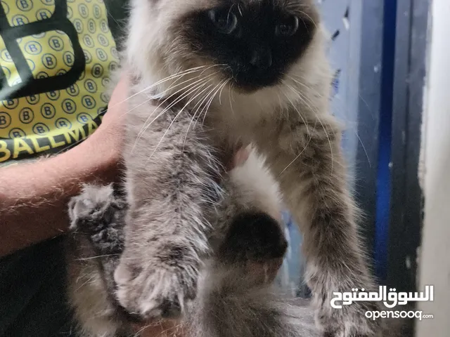 قطوس سيامي عمر سنة وشوية