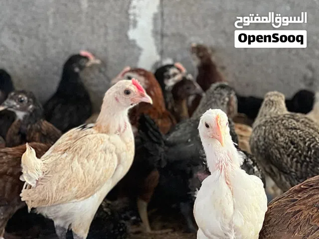 للبيع دجاج  عماني