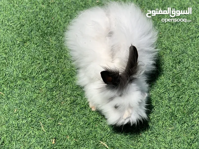 أرانب نوع أنجوري