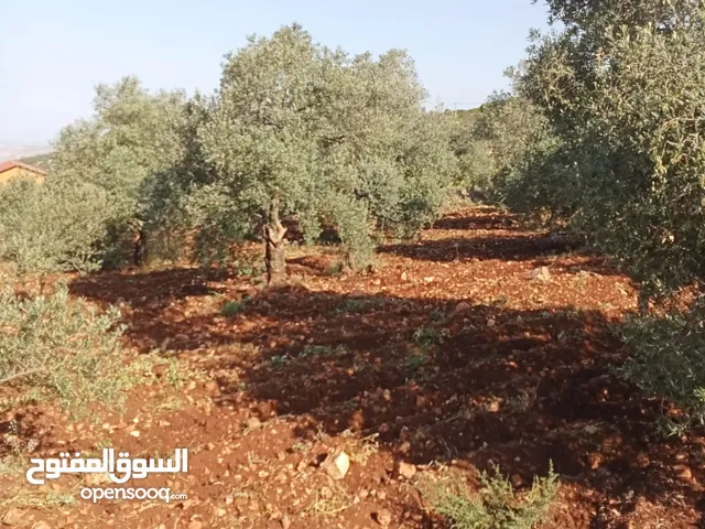 ارض للبيع في ام الينابيع
