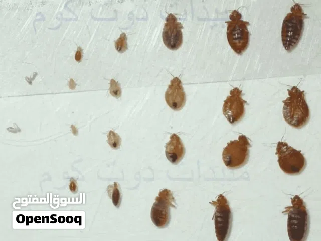 افضل شركه مكافحه حشرات بجده رش صراصير مكافحة بق الفراش النمل الابيض مكافحة جميع الآفات مع الضمان