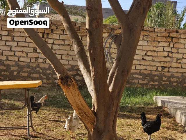 السلام عليكم متوفر دجاجتين عربيات وحدة بيضة للبيع للاستفسار الاتصال على الرقم